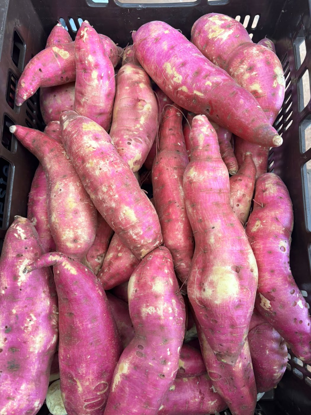 Batata dulce