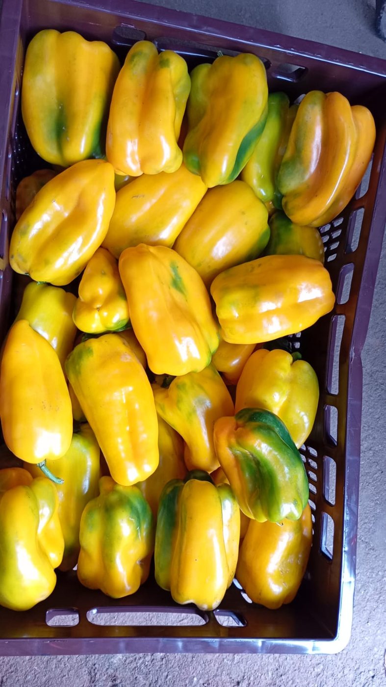 Locote amarillo