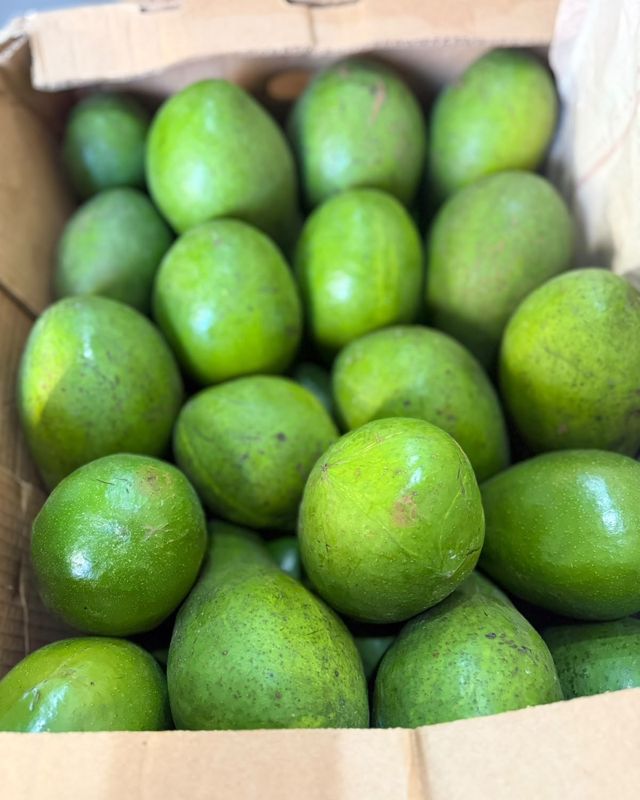 Palta