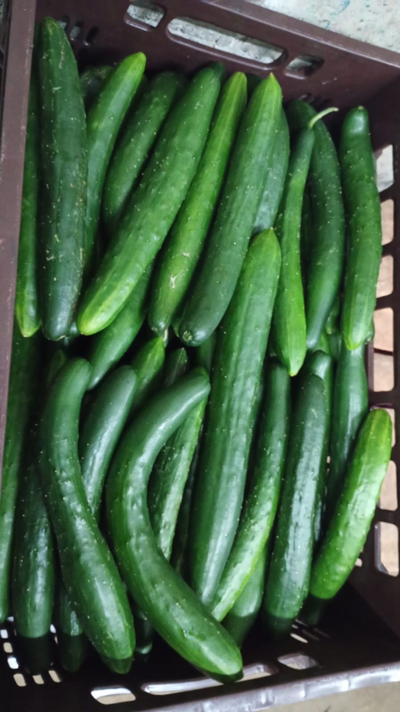 Pepino japonés