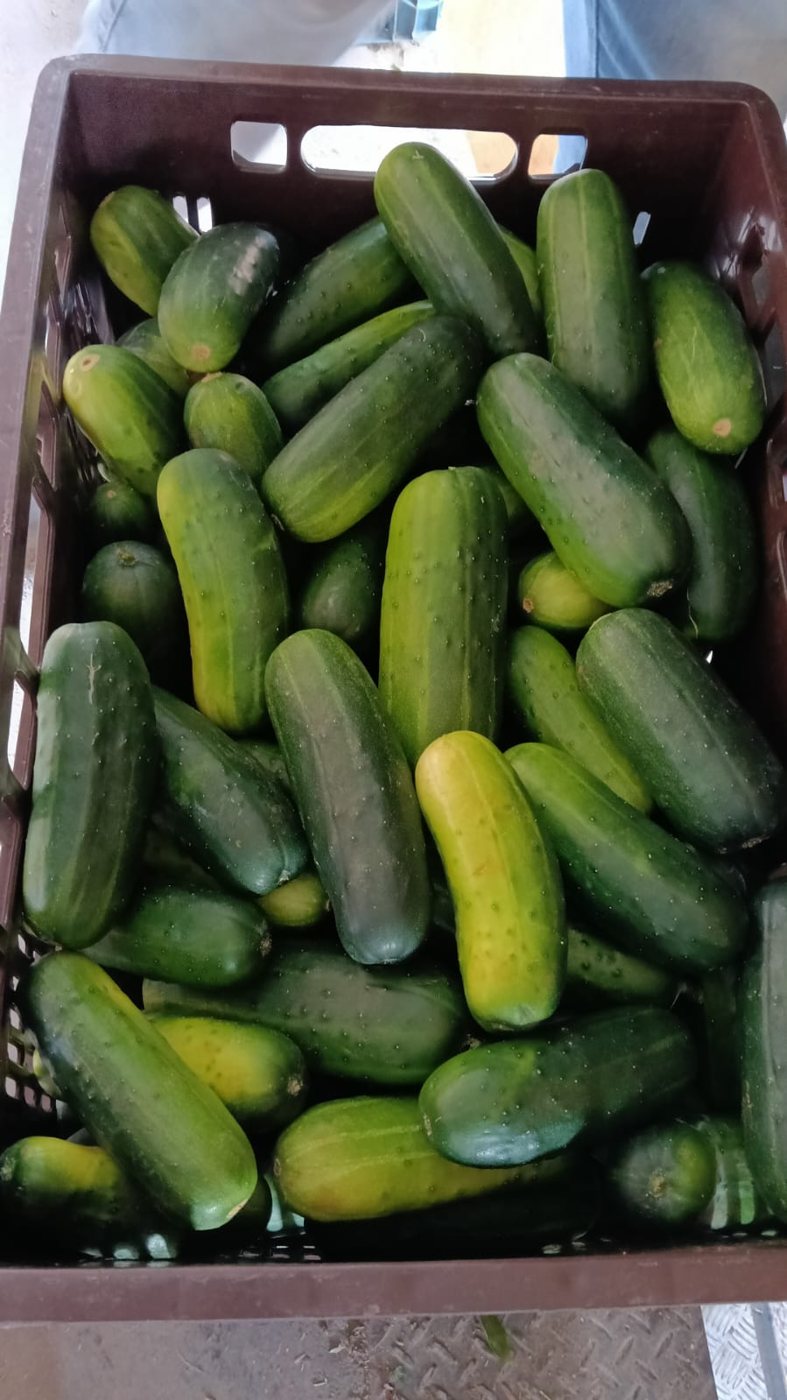 Pepino caipira