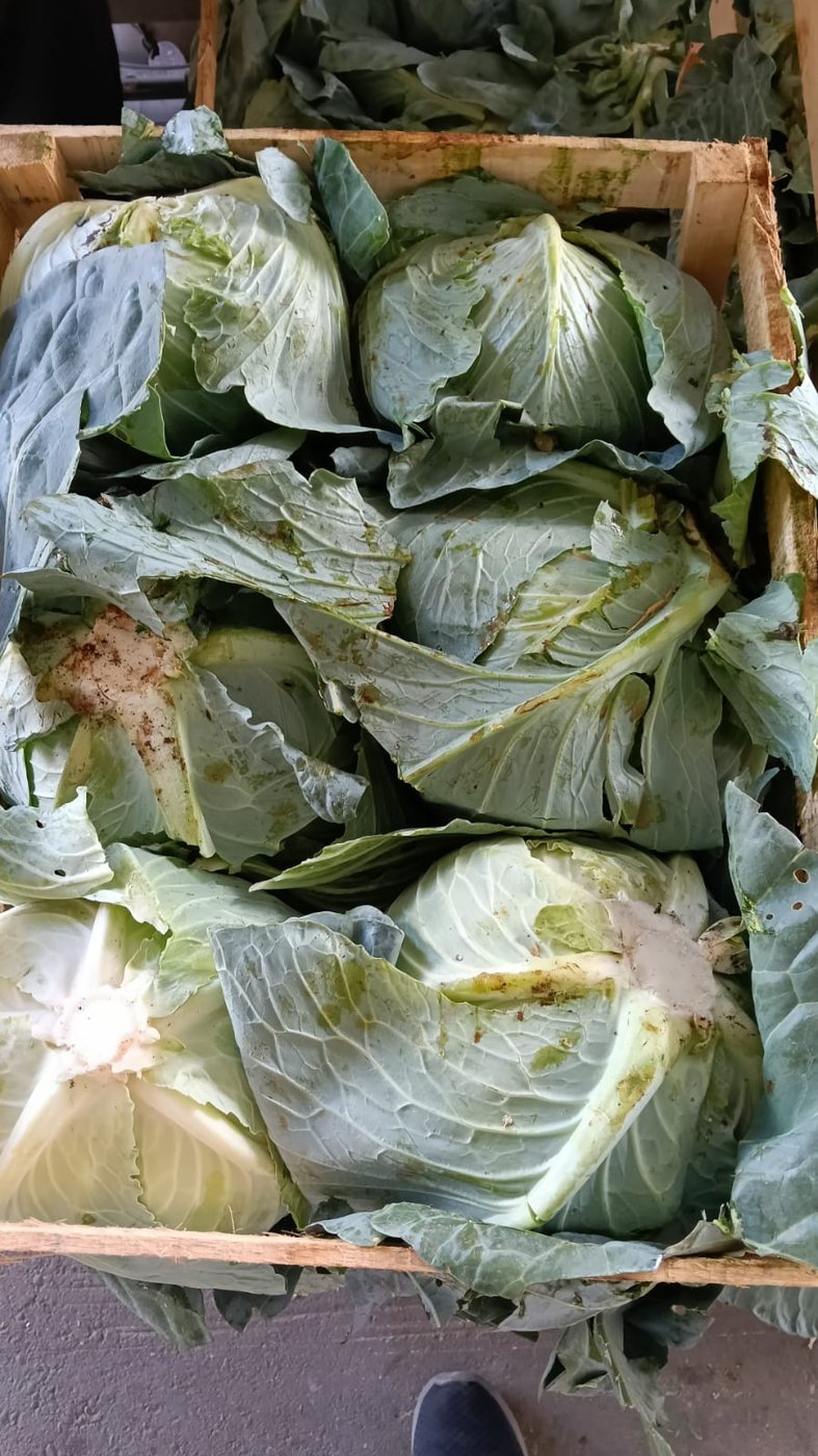 Repollo verde